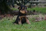 WELSH TERRIER 151